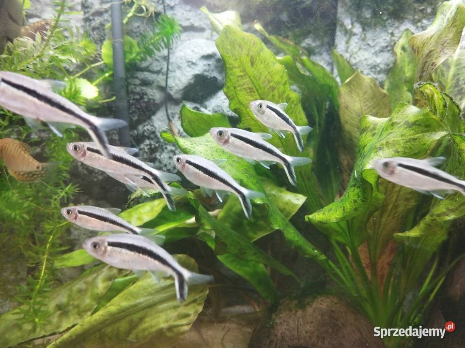 Hokejowka ryby akwariowe rybki akwarium