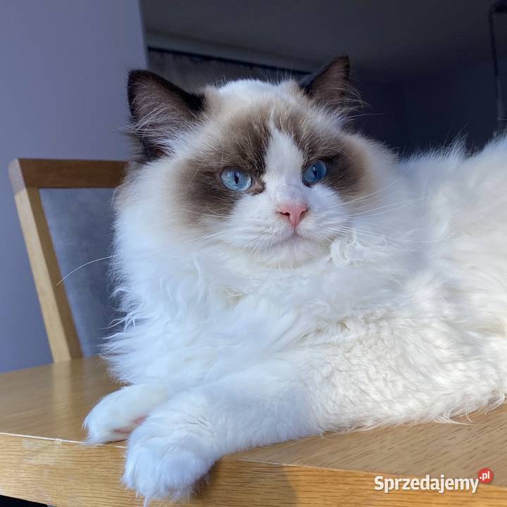 Kotki kocurki Ragdoll FPL sprzedam