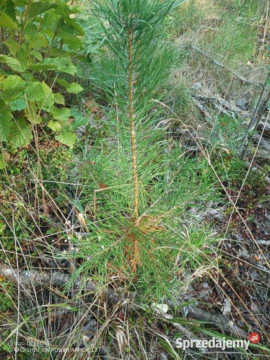 Sadzonka swierku Łomża