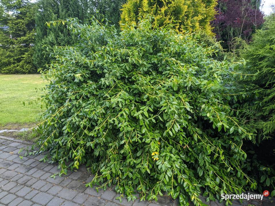 Trzmielina Sunspot sztobry Lublin sprzedam