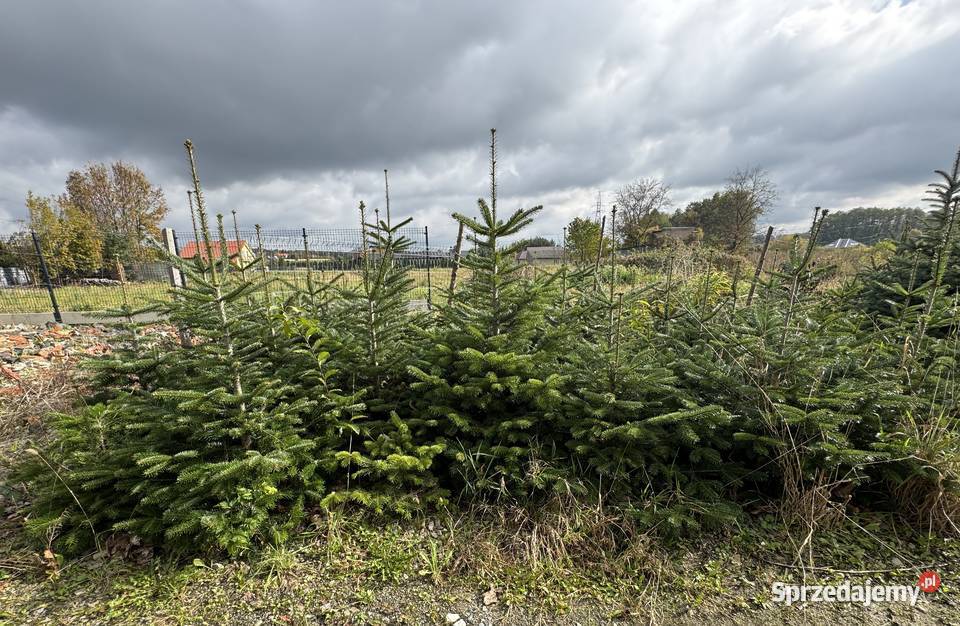 Jodła Kaukaska Świerk Srebrny Tarnów