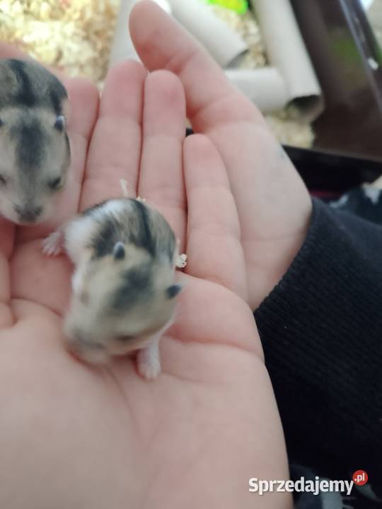 2 małe chomiki dżungarskie Lubień