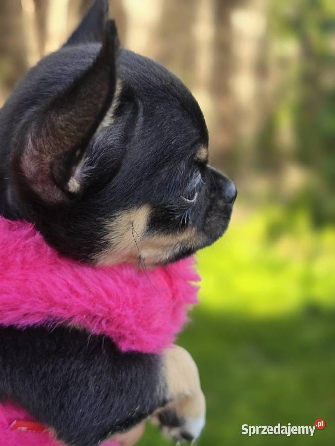 Chihuahua Czarna podpalana