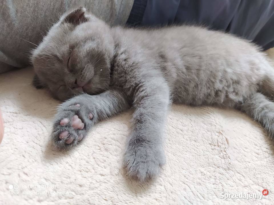 Mały kotek do dobrych ręnc 15 miesiąca Wrocław