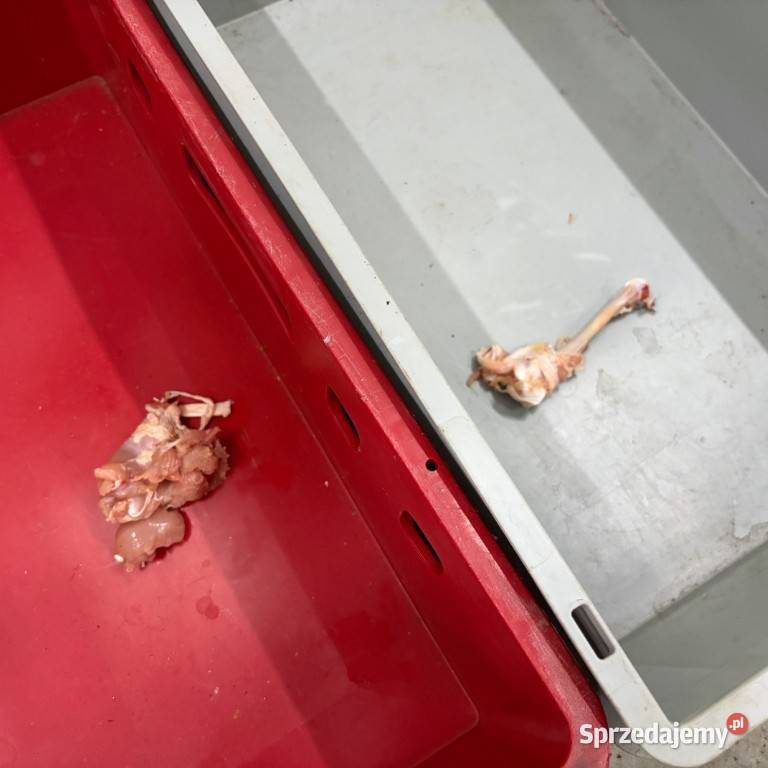 ODKOSTANIARKA DO DROBIU STEEN ST828 Zamość