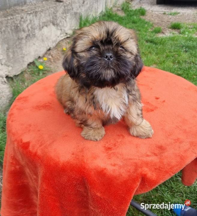Piesek SHIH TZU do rezerwacji łódzkie Piotrków Trybunalski