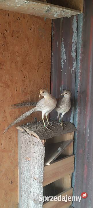 Bażanty bananowe małopolskie Słopnice