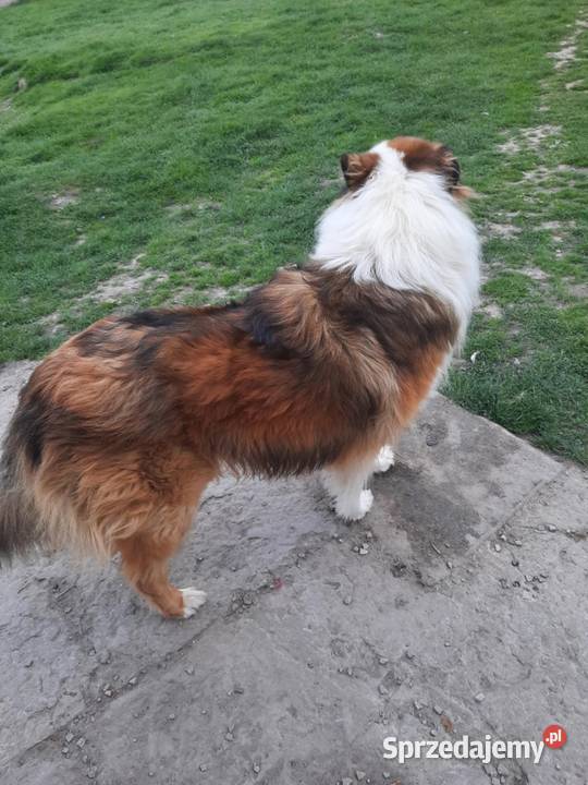 Owczarek szkocki collie Sobieska Wola Druga sprzedam