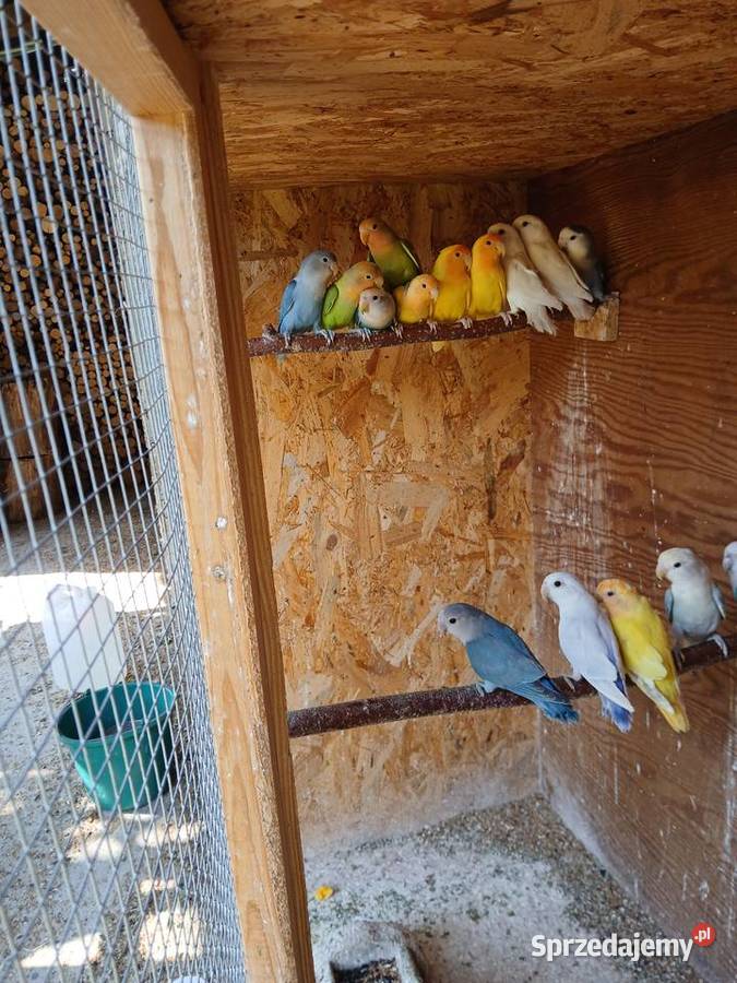 Sprzedam papugi nierozłączki Kuczki-Kolonia