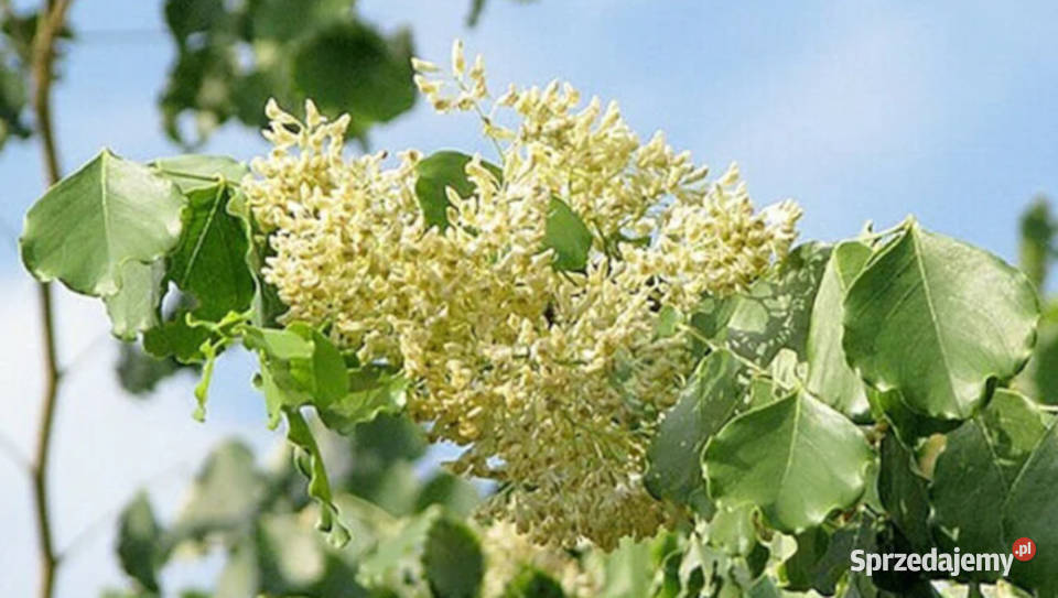 Dalbergia latifolia Indyjskie drzewo różane Lubanie sprzedam