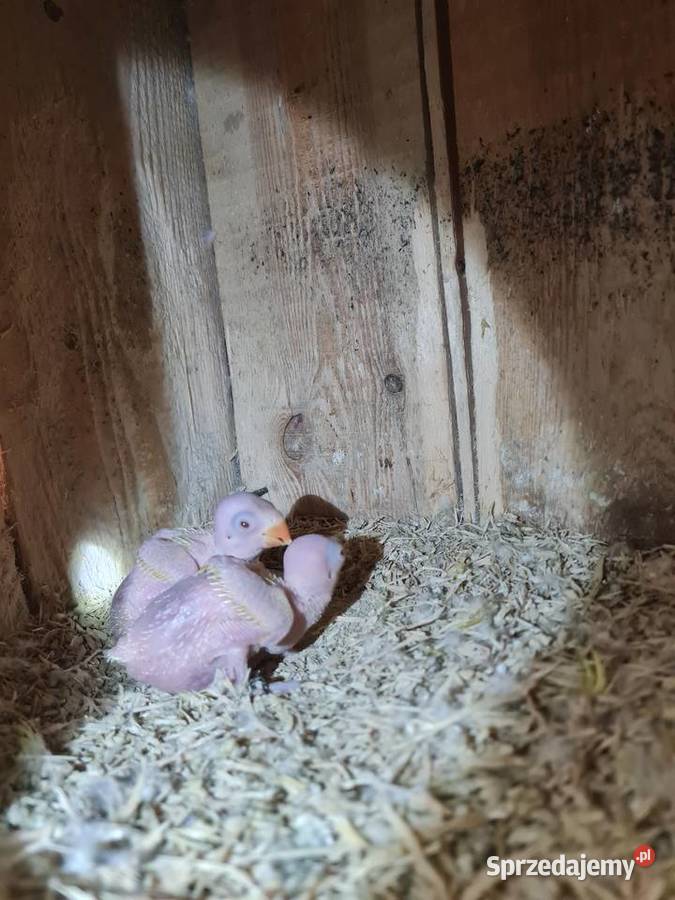 Aleksandretty do ręcznego karmienia Kraków