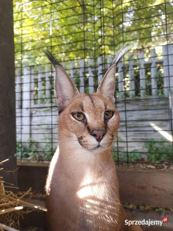 Karakal stepowy caracal młode koty łagodne