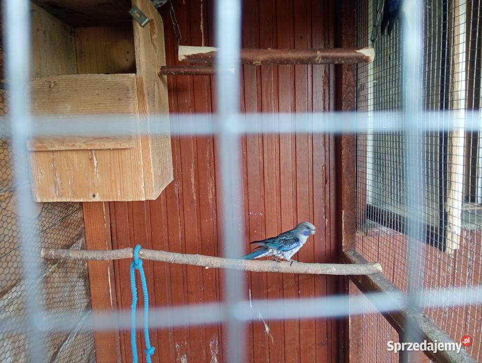 Papugi lubelskie Tomaszów Lubelski