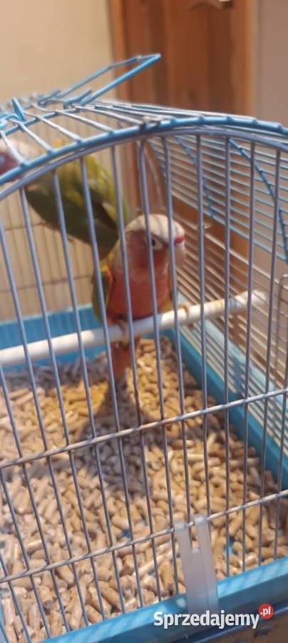 Papugi Rudosterki red face pineple sprzedam