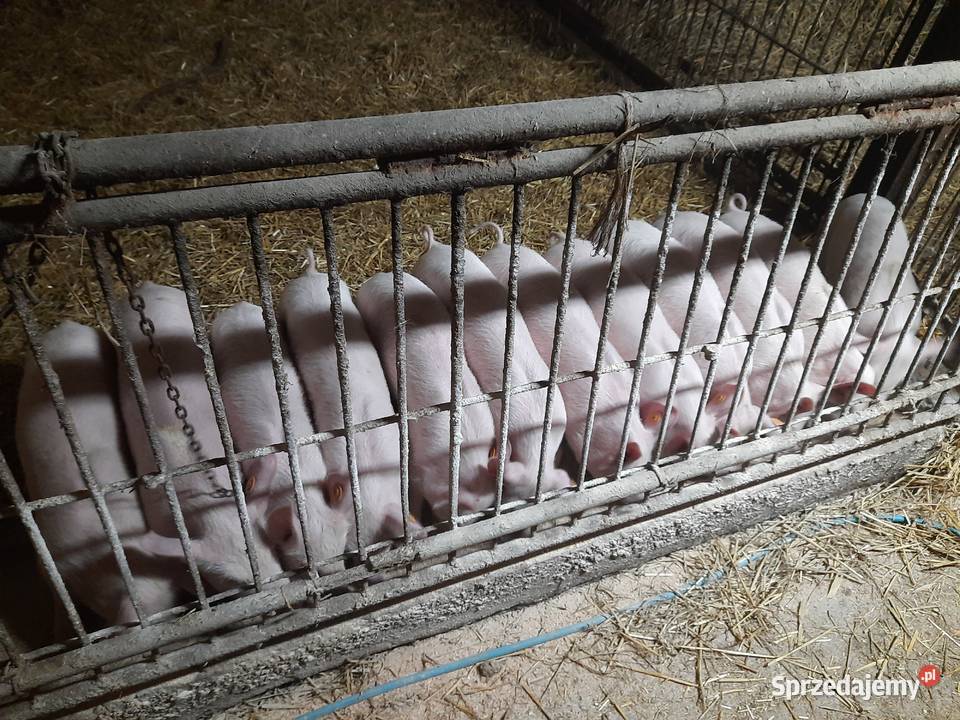 Prosięta 20sztuk wielkopolskie Gołańcz