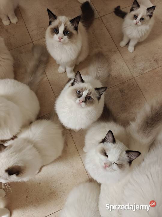 Kocięta Ragdoll towarzyskie hodowla 12 lat Lublin