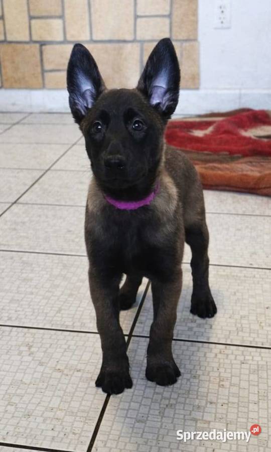 Owczarek Belgijski Malinois FCIZKWP Lubnów