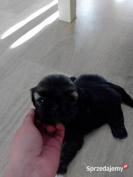 Shih tzu szczeniaki Żory sprzedam