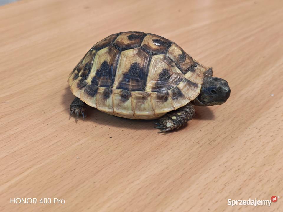 Żółw grecki mały Gady i płazy Oława