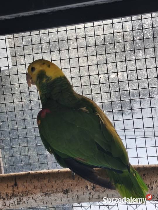 Amazonki oratrix para legowa Olkusz