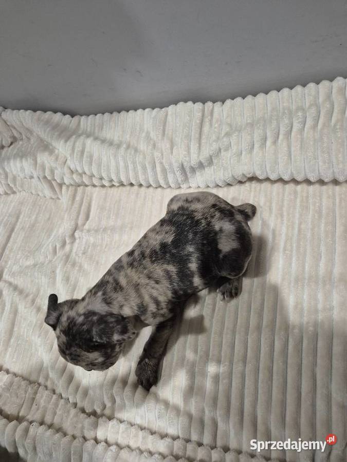 Ostatni z miotu mazowieckie