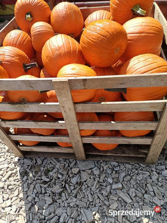 Dynia premium halloween ozdobna 510 Bielsko-Biała