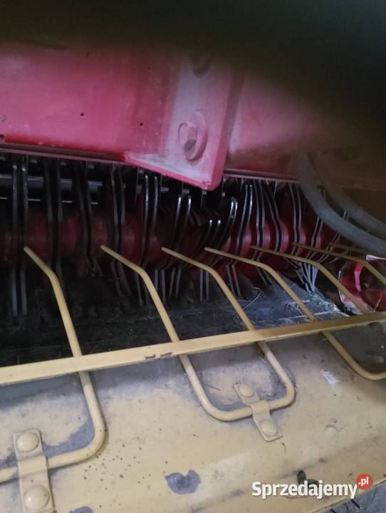 prasa belująca Sokoły