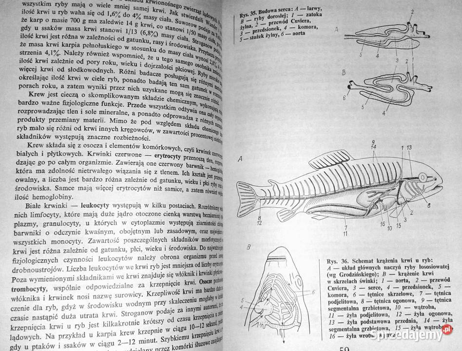 Rybactwo stawowe Roman Prawocheński Pozostałe Chełm