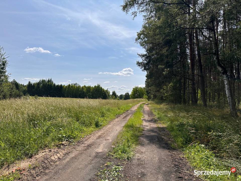 Działka z pięknym drzewostanem sprzedam