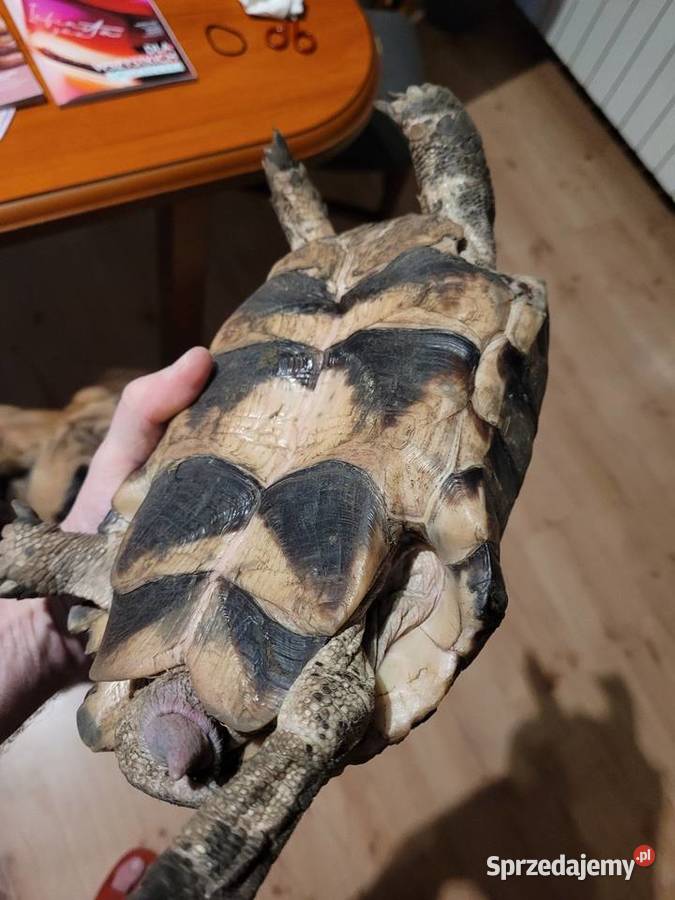 Żółw Obrzeżony samica Objezierze