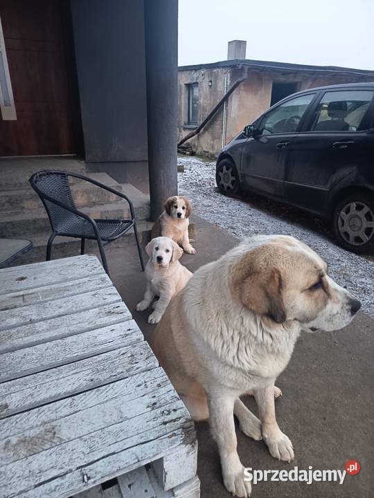 śliczna sunia owczarek środkowoazjatycki Czarnożyły