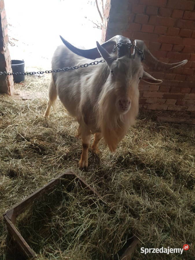 Sprzeam Kozę Pozostałe Michów