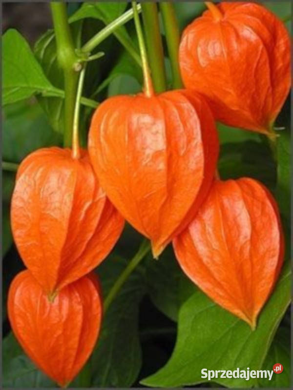 MIECHUNKA ROZDĘTA GNOME sadzonki w doniczkach Ustronie