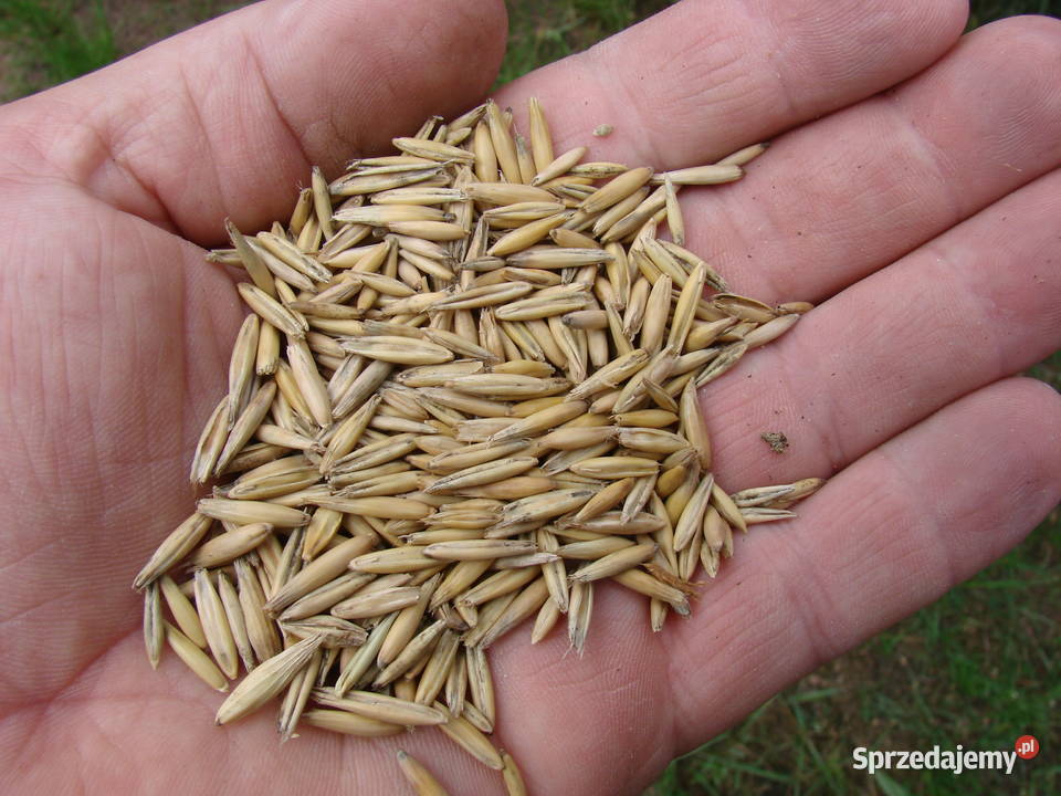 Sprzedam mieszankę owiesjęczmień Oborniki