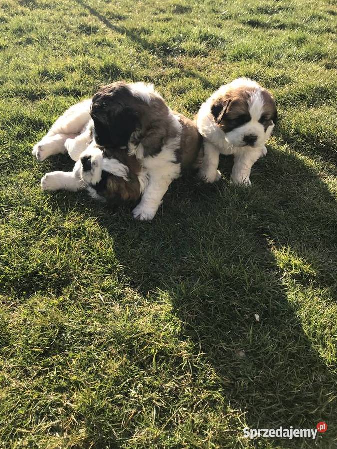 Szczeniaki Bernardyn małopolskie Korzenna