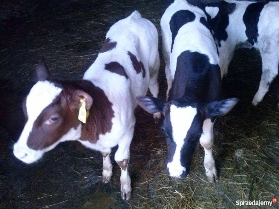 Cielaki jałówki i byczi żarłoki Lipno sprzedam