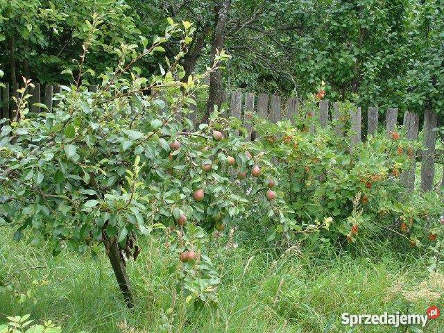 działka 4000m2 Wasilków 4000m2 Wasilków