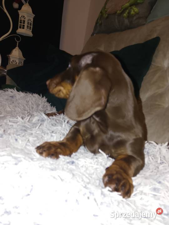 Jamnik standard piesek Garbów