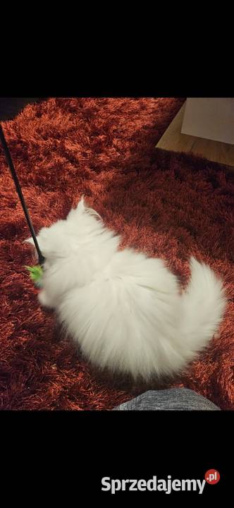 Śliczne kocurki Perskie Koty Perskie podkarpackie Majdan Królewski