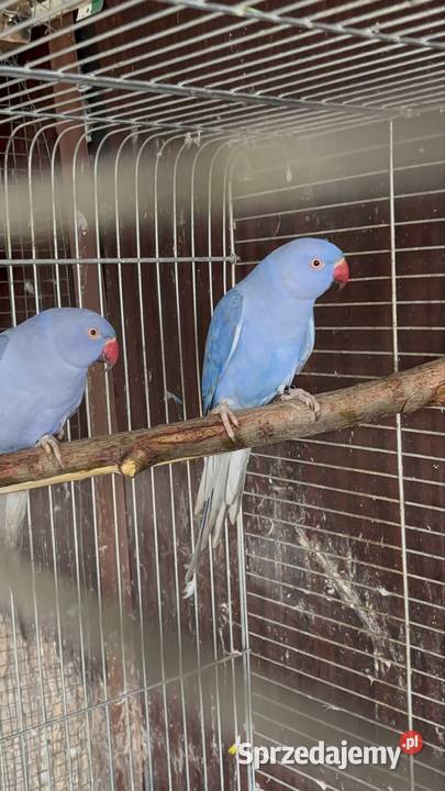 Alexandretty obrożne fiolet para Strzegom