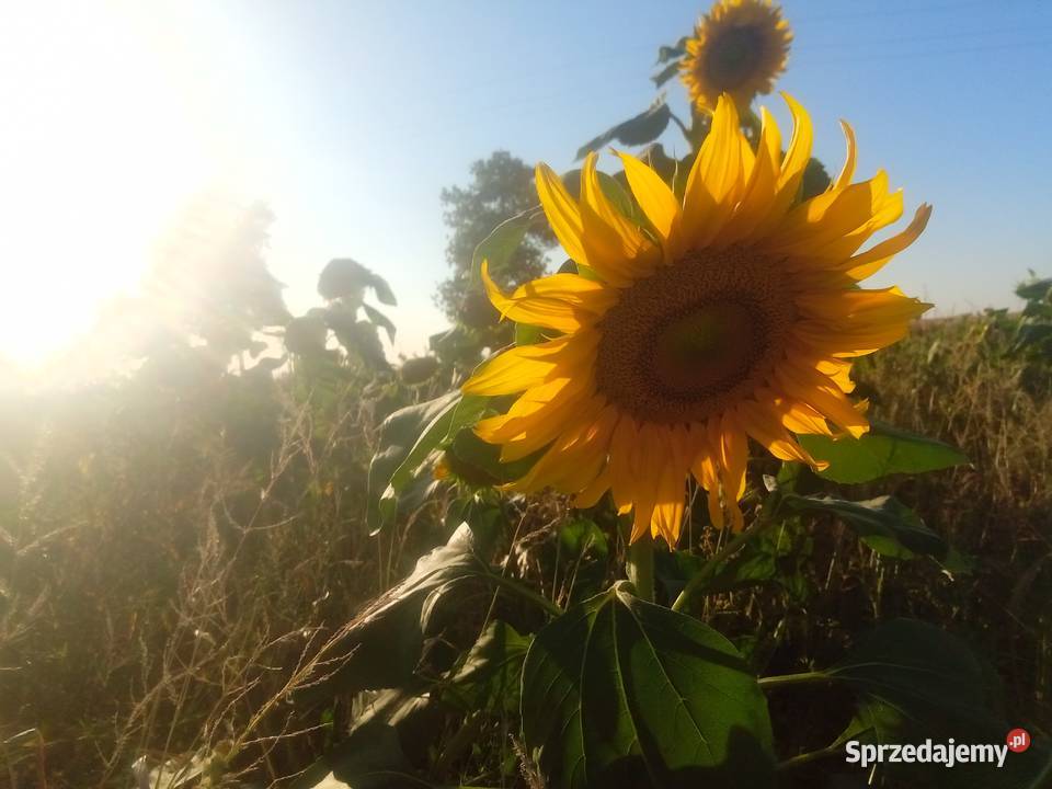 Słonecznik kwiat