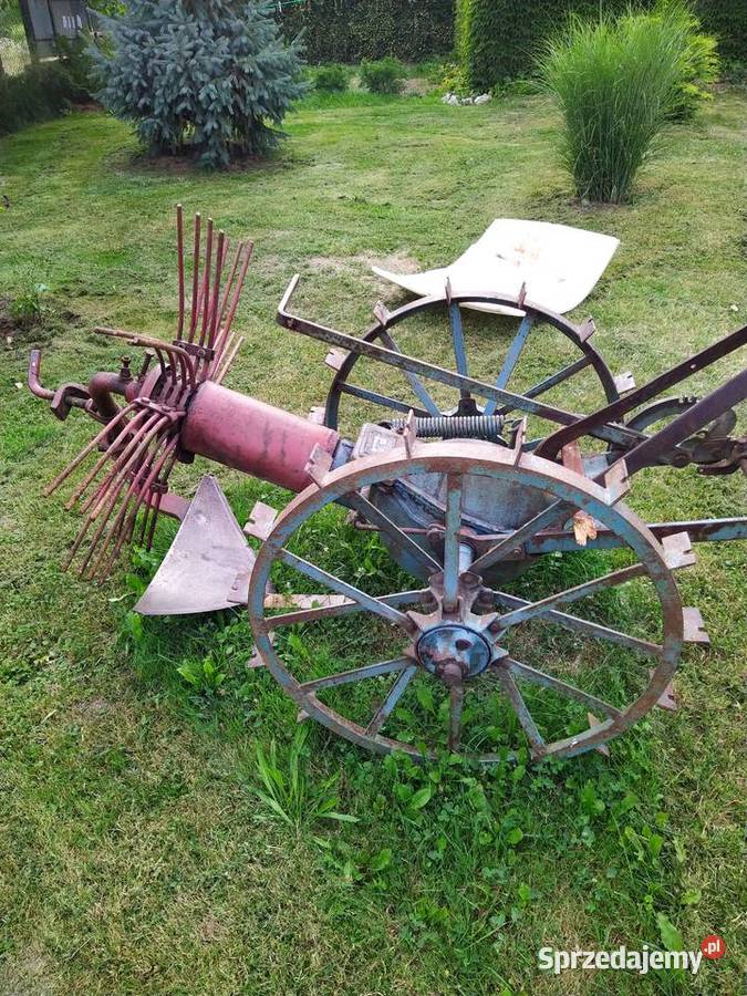 Kopaczka konna Michałowice