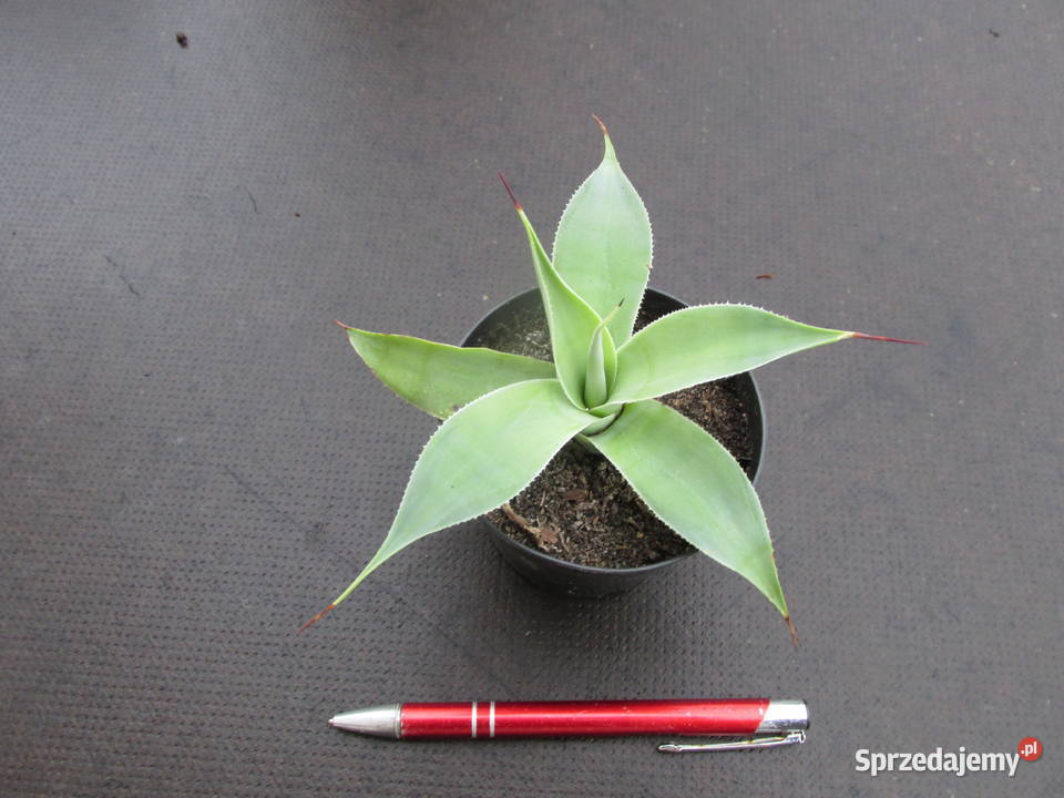 Śliczna agawa Agave celsii albidor ostatnia małopolskie Kraków