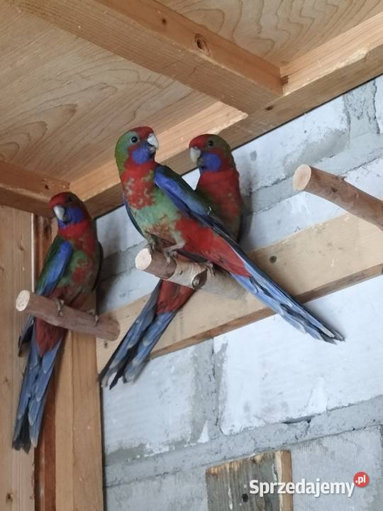 Rozella rozelle królewskie podkarpackie Krosno sprzedam