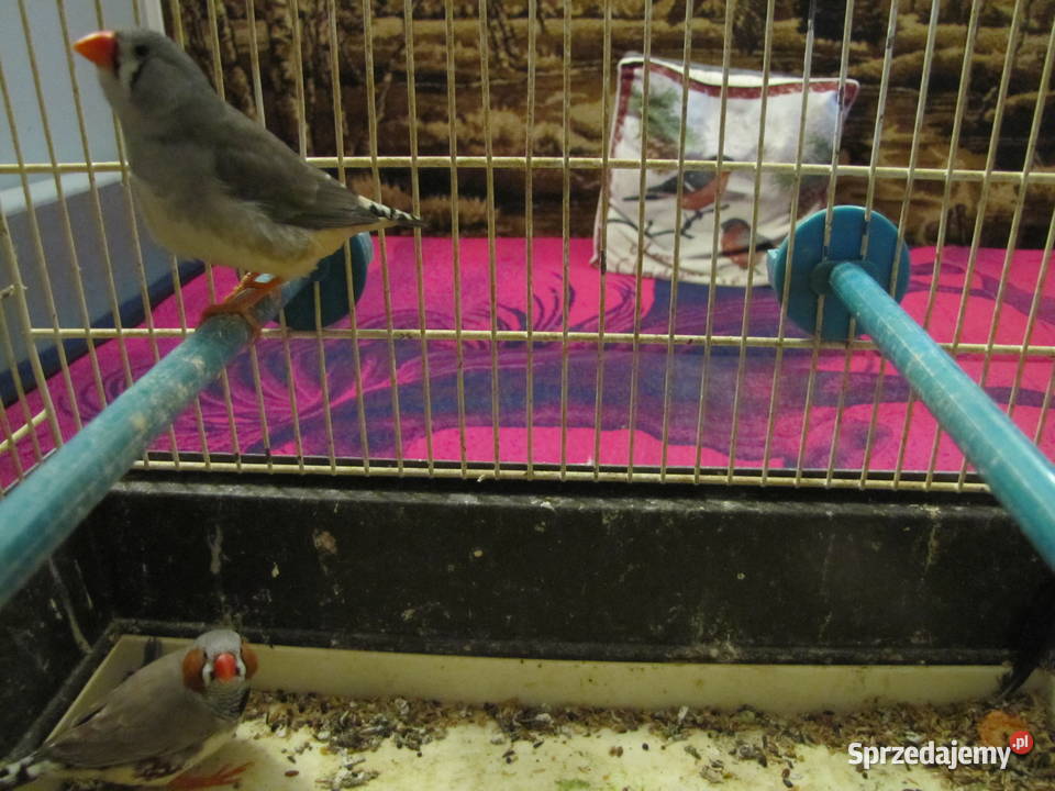 Sprzedam zeberki Toruń