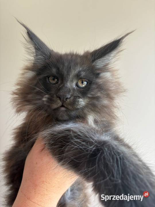Kotka Maine Coon Nera Szembruk