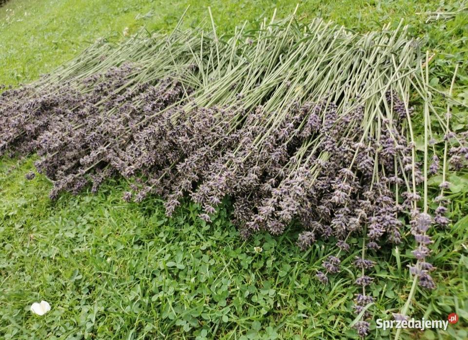 Lawenda ciętaekologiczna uprawa bukiety suszone małopolskie sprzedam