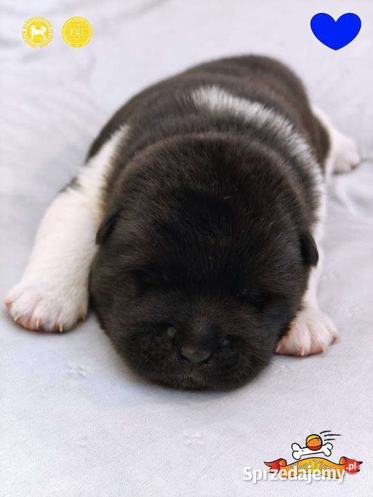 Szczenięta AKITA AMERYKAŃSKA sunia i samiec Poddębice