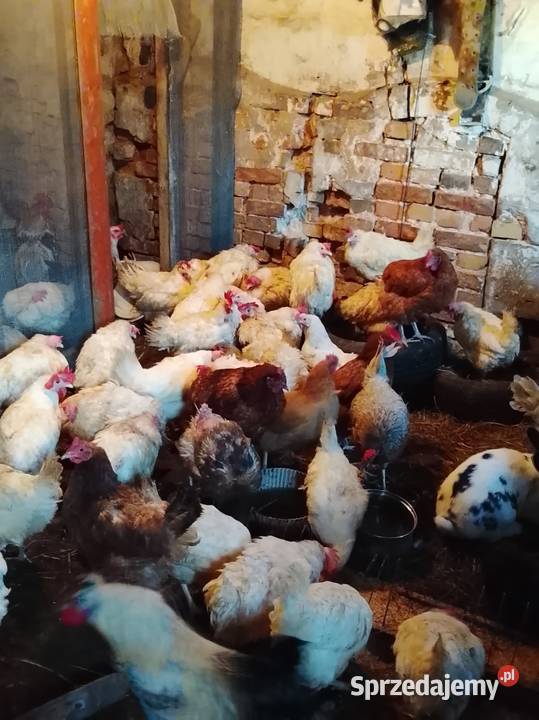 Kury nioski sprzedam lubuskie Ściechów