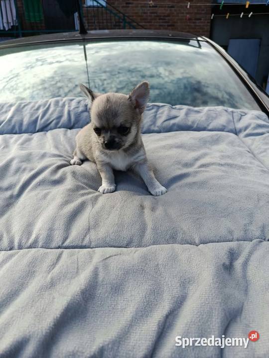Śliczne szczeniaki chihuahua Legionowo sprzedam